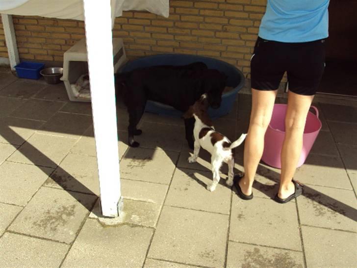 Field Trial spaniel Molly - Nu er hun i Hopla (: billede 9