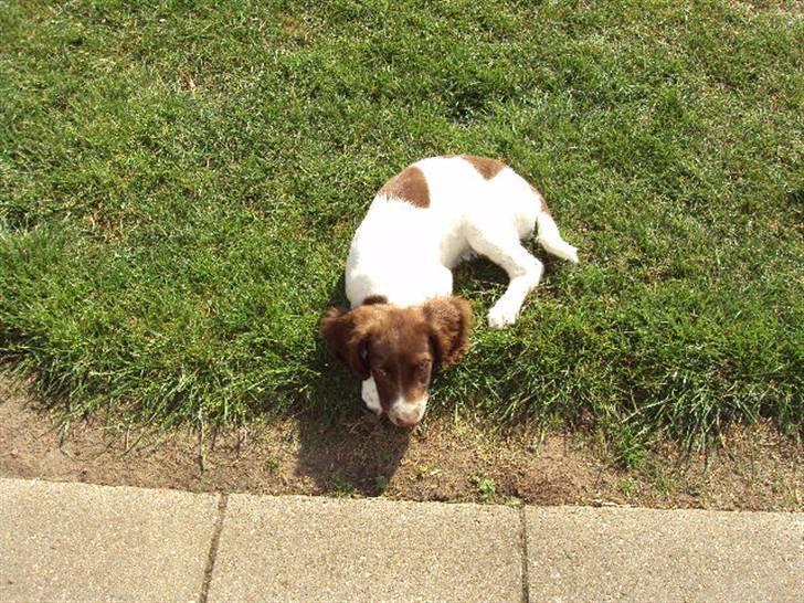 Field Trial spaniel Molly - Så blev man lige lidt fornærmet (: billede 10