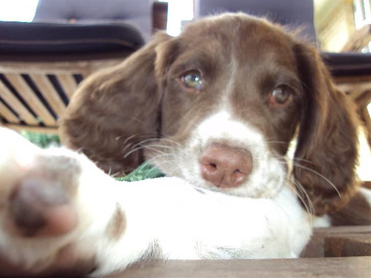 Field Trial spaniel Molly - Det er mig der skal fotograferes (: billede 11
