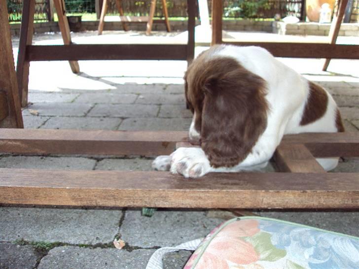 Field Trial spaniel Molly - Jeg ved du er der nede (: billede 12