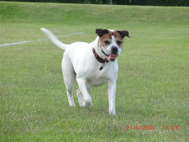 Amerikansk bulldog Luggi R.I.P billede 7