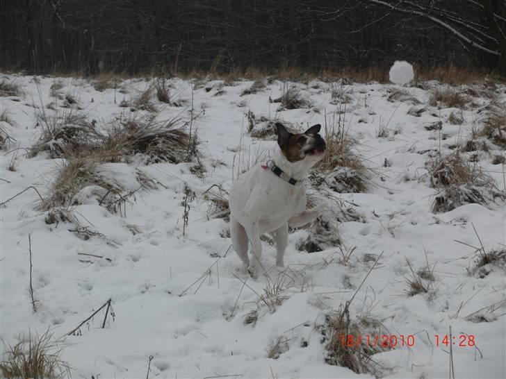Amerikansk bulldog Luggi R.I.P - Luggi fanger sne bolde ;) eller prøver, de forsvinder når hun rammer, ikke til at forstå ;) hehe billede 8