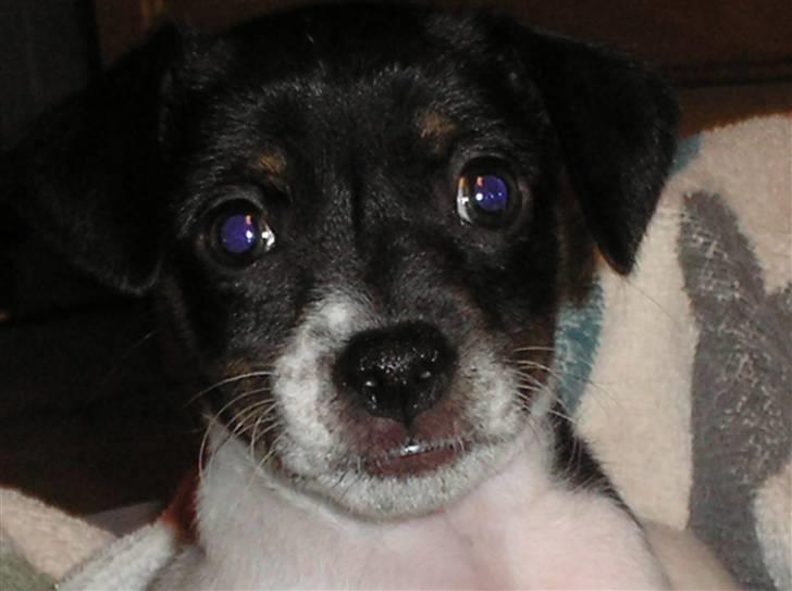 Dansk svensk gaardhund bella billede 1