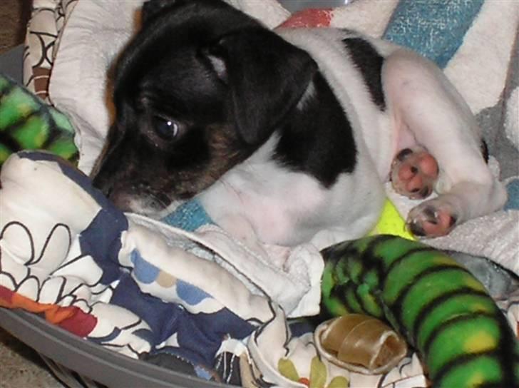 Dansk svensk gaardhund bella billede 2