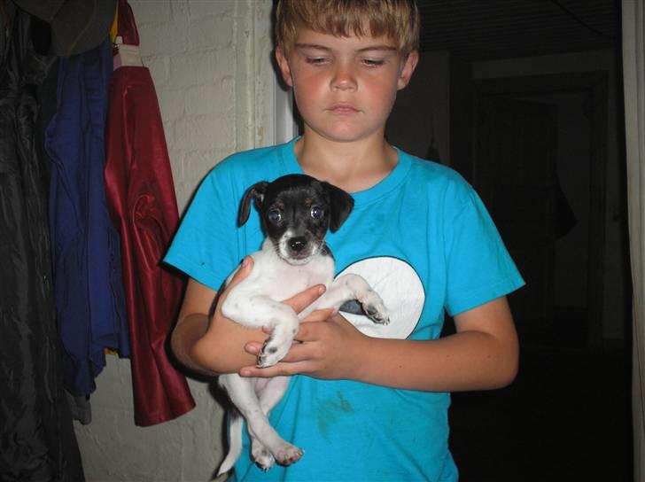 Dansk svensk gaardhund bella billede 3