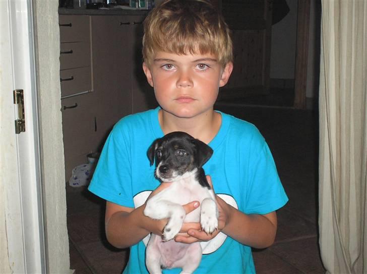 Dansk svensk gaardhund bella billede 4