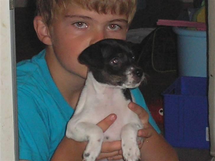 Dansk svensk gaardhund bella billede 5