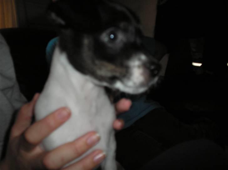 Dansk svensk gaardhund bella billede 6