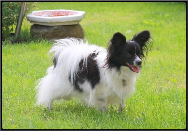 Papillon Ditte billede 11