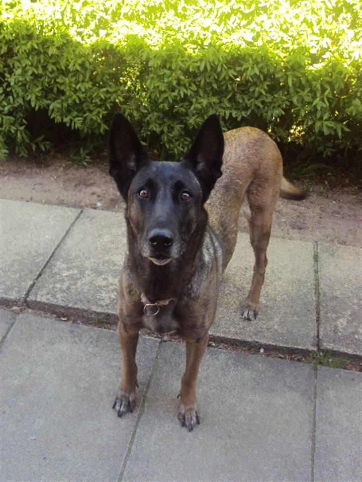 Malinois »' [Mira]  - Mira! du var ALT for mig :´) billede 13