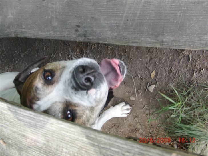 Amerikansk bulldog Luggi R.I.P - Taber i snart lidt mad ?? billede 9