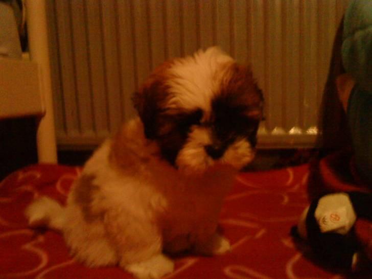 Shih tzu Kimmi - Kun lige 8 uger billede 1