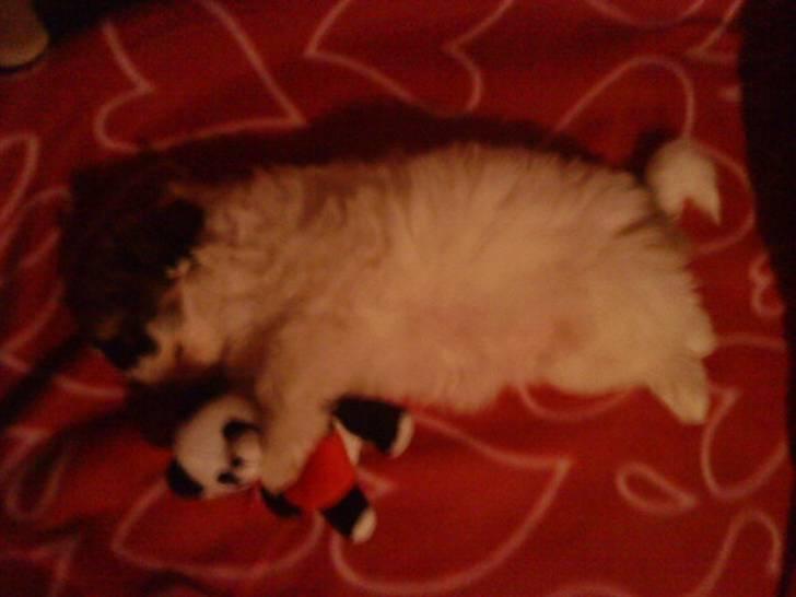 Shih tzu Kimmi - Meget træt efter rejsen til sit nye hjem:) billede 2