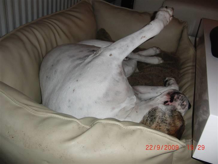 Amerikansk bulldog Luggi R.I.P billede 10