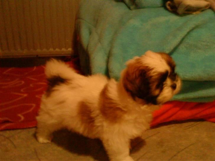 Shih tzu Kimmi - Hun holder øje med alt billede 3