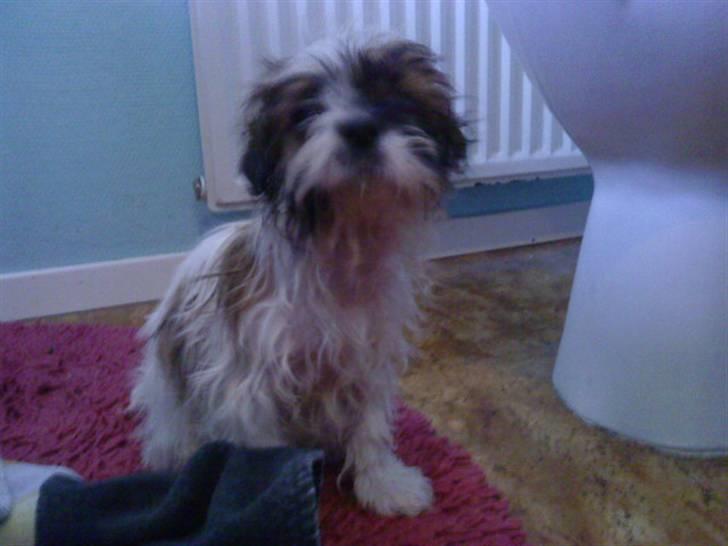 Shih tzu Kimmi - Har lige været i bad:P billede 4