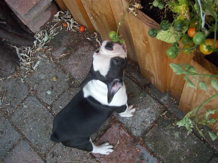 Fransk bulldog Bodil - hmm... mon de kan spises?? billede 1