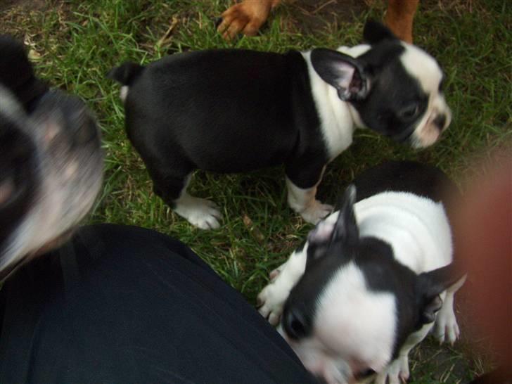 Fransk bulldog Bodil - hmmm... hvad skal jeg mon lige finde på???? billede 2