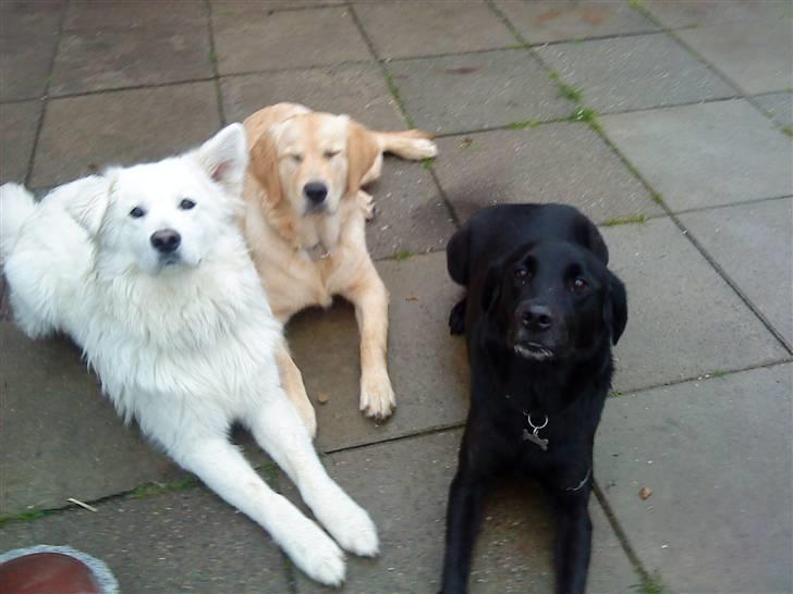 Labrador retriever Basse R.I.P billede 19