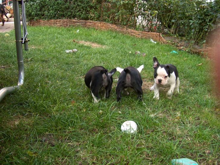 Fransk bulldog Bodil - haha... noget at lege med, og de andre har ikke set det...  billede 3