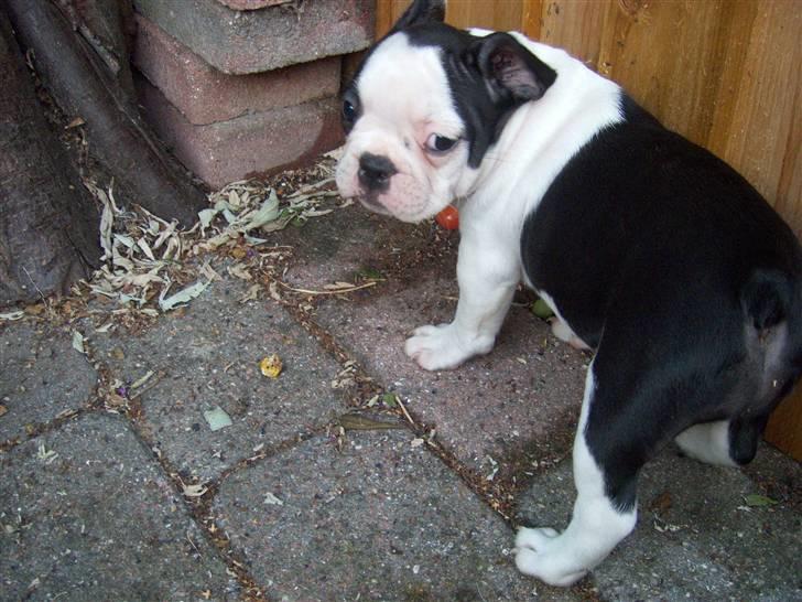 Fransk bulldog Bodil - ingen der så hvad jeg lavede... vel? billede 4