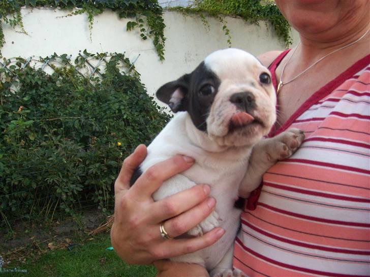 Fransk bulldog Bodil - haha.. se min lille røde tunge billede 5