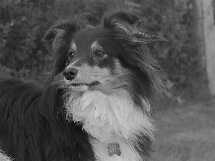 Shetland sheepdog Spirens Enya - Den 29.09.2010 - #Foto: Mig billede 7