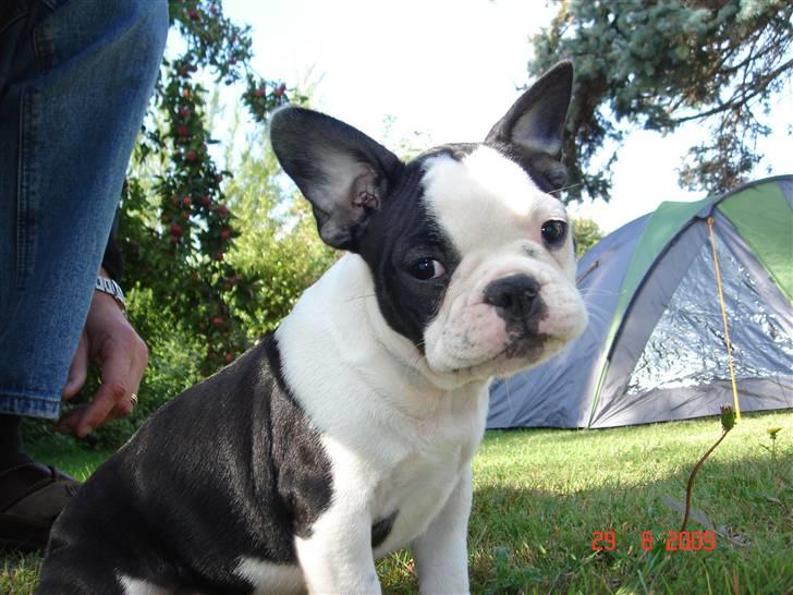 Fransk bulldog Bodil - gider altså ikke at ligge i et telt.... billede 6