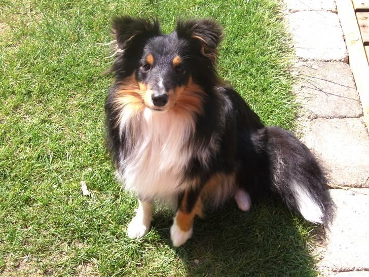 Shetland sheepdog Spirens Enya billede 8