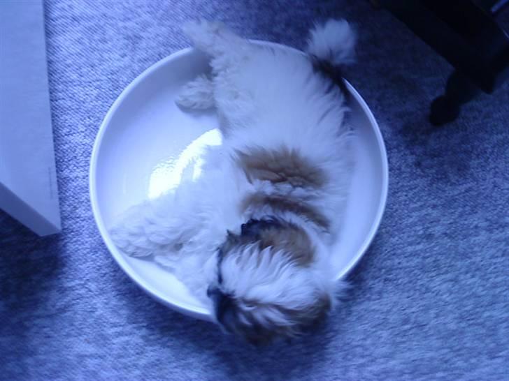 Shih tzu Kimmi - Det bedste hun ved er at sove i frugtskålen billede 5