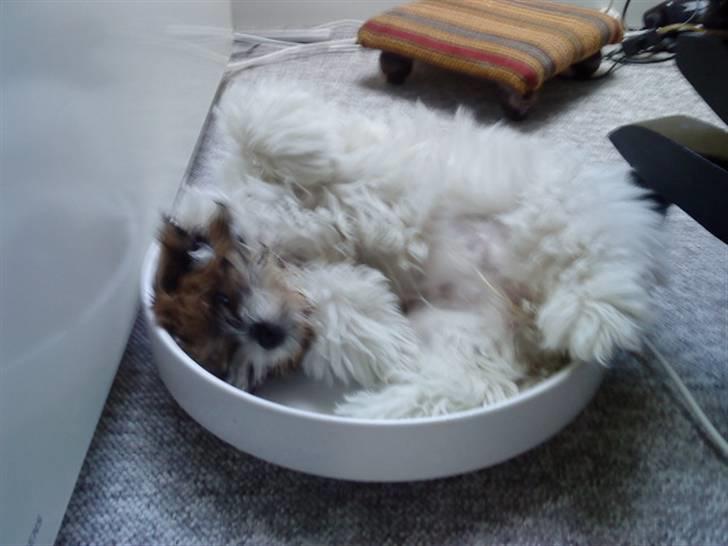 Shih tzu Kimmi - Den er bare ved at blive for lille:D billede 6