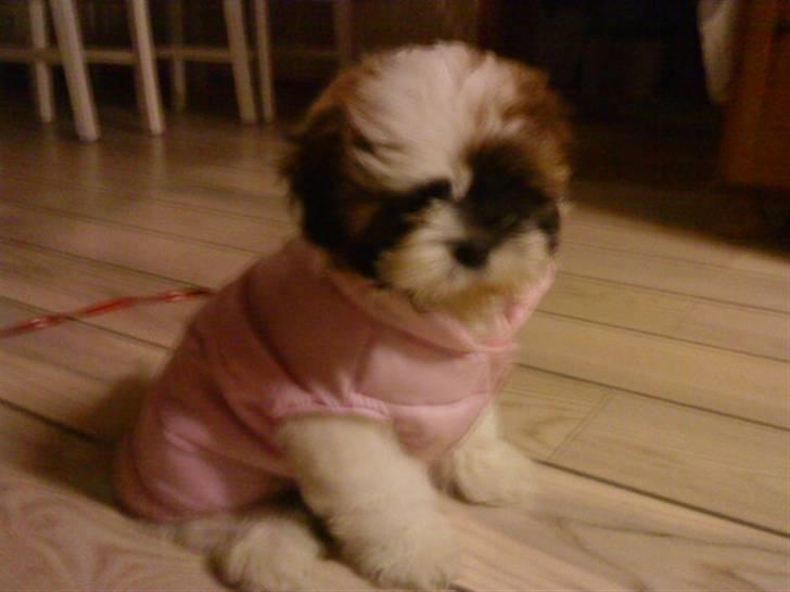 Shih tzu Kimmi - Kimmi med sin fine vest billede 8