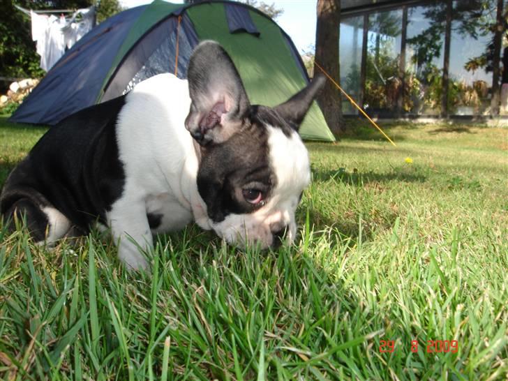 Fransk bulldog Bodil - tror jeg gemmer mig i græsset..  billede 7