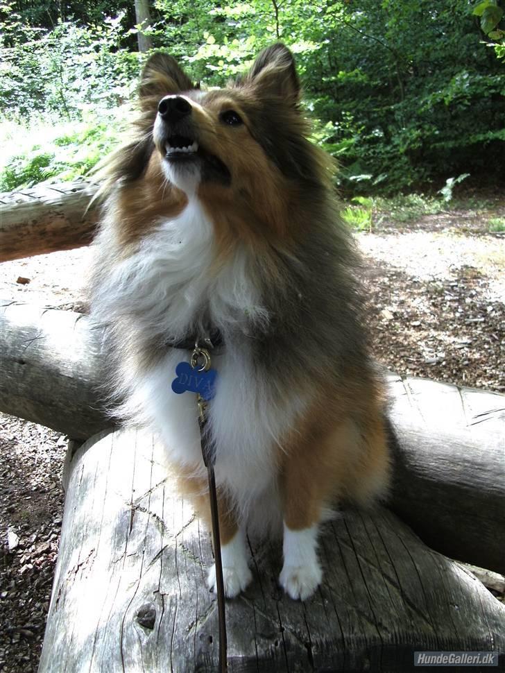 Shetland sheepdog Spirens Diva - 2009 - #Foto: Mig billede 11