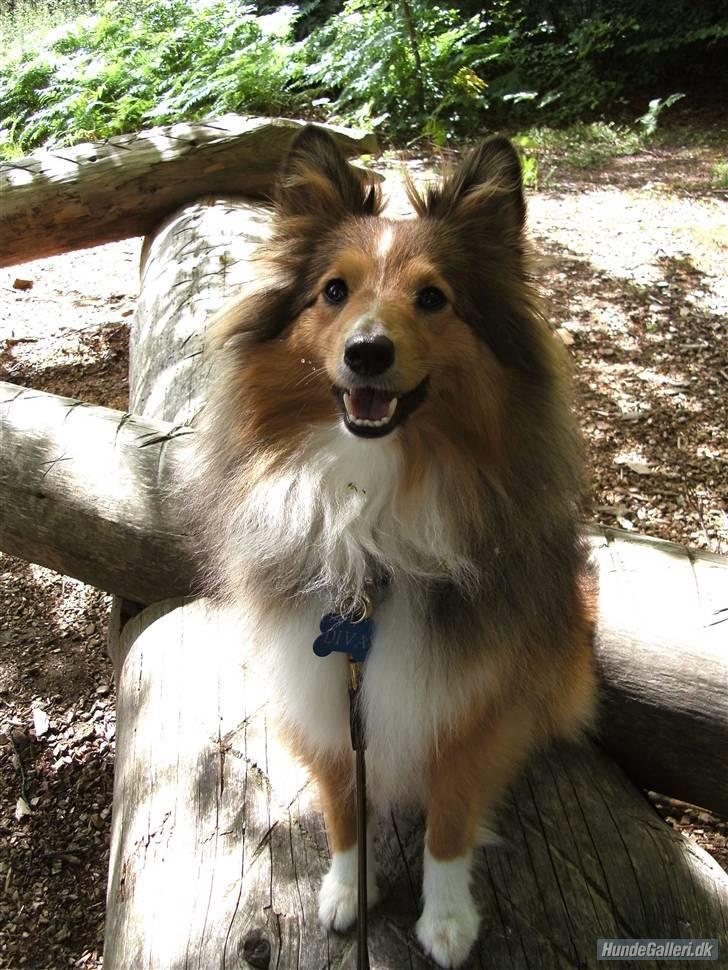 Shetland sheepdog Spirens Diva - 2009 - #Foto: Mig billede 12