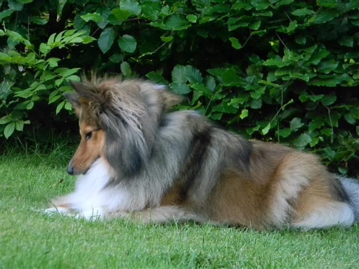 Shetland sheepdog Spirens Diva - D. 15.06.2010 - #Foto: Mig billede 13