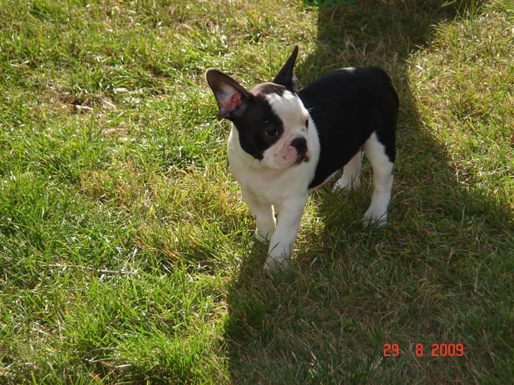 Fransk bulldog Bodil - HALLO... er jeg da helt alene? billede 8