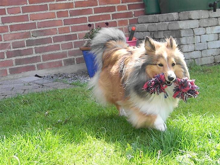 Shetland sheepdog Spirens Diva - D. 08.06.2010 - #Foto: Mig billede 14