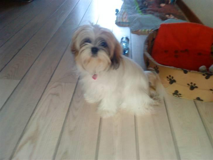 Shih tzu Kimmi billede 10