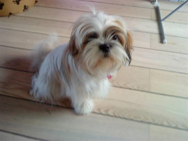 Shih tzu Kimmi billede 11