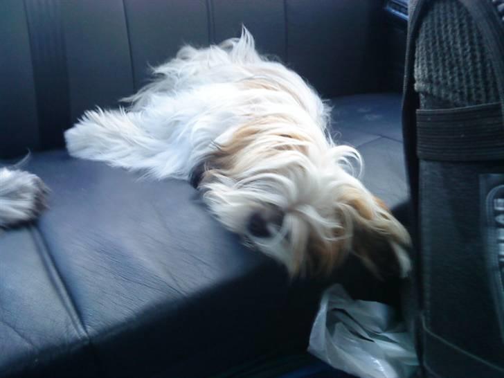 Shih tzu Kimmi billede 12