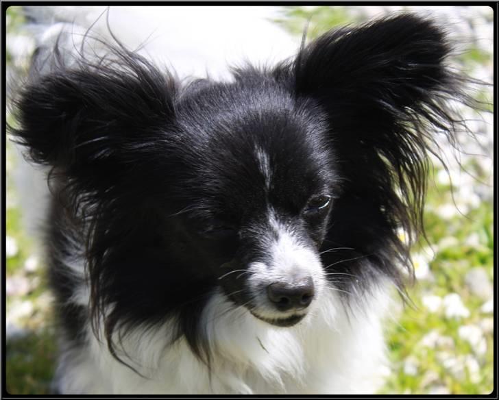 Papillon Ditte billede 12