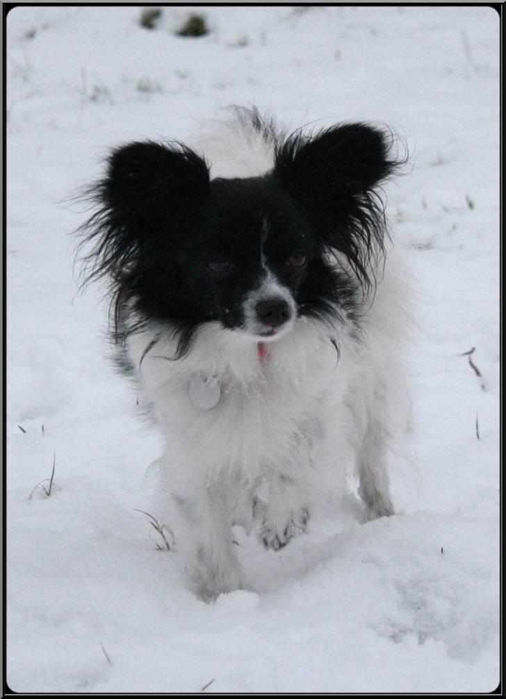 Papillon Ditte billede 13