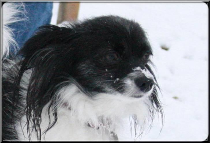 Papillon Molly billede 9