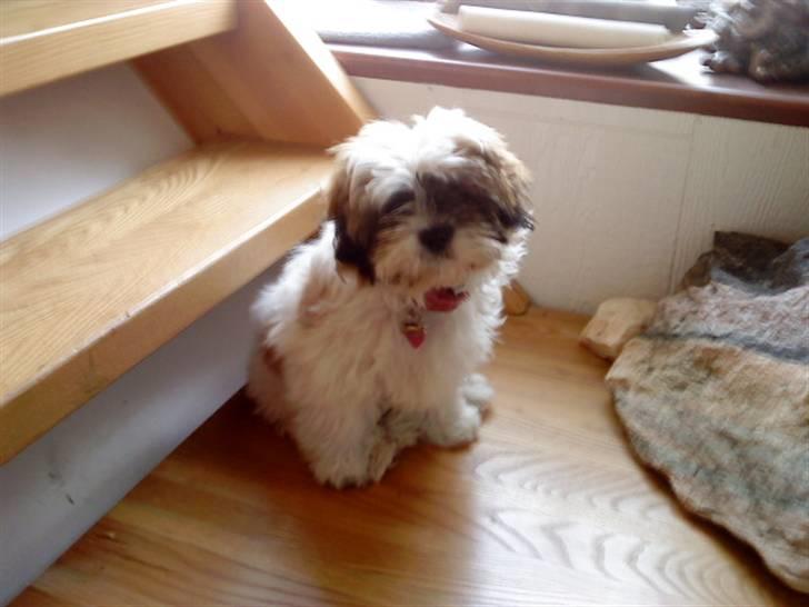 Shih tzu Kimmi billede 14