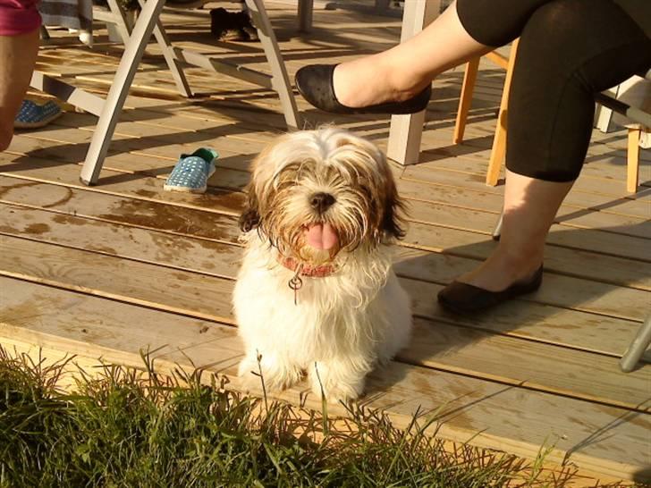 Shih tzu Kimmi billede 15