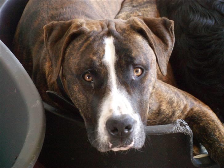 Amerikansk bulldog Rollo*R.I.P  skat* billede 11