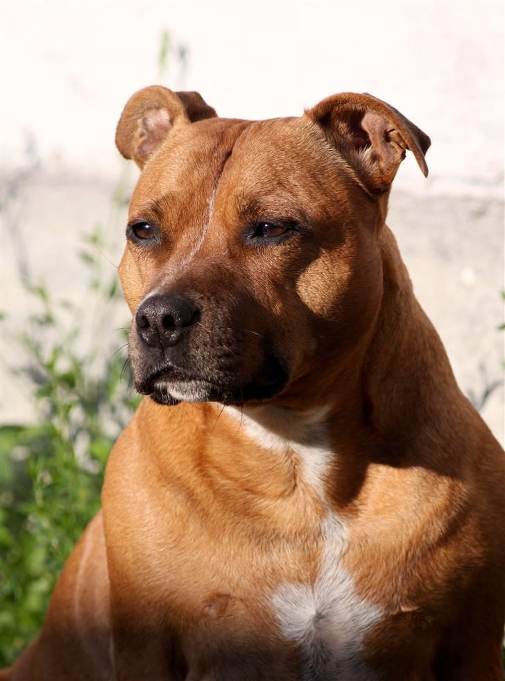 Staffordshire bull terrier Chili - 30-08-09 billede 20