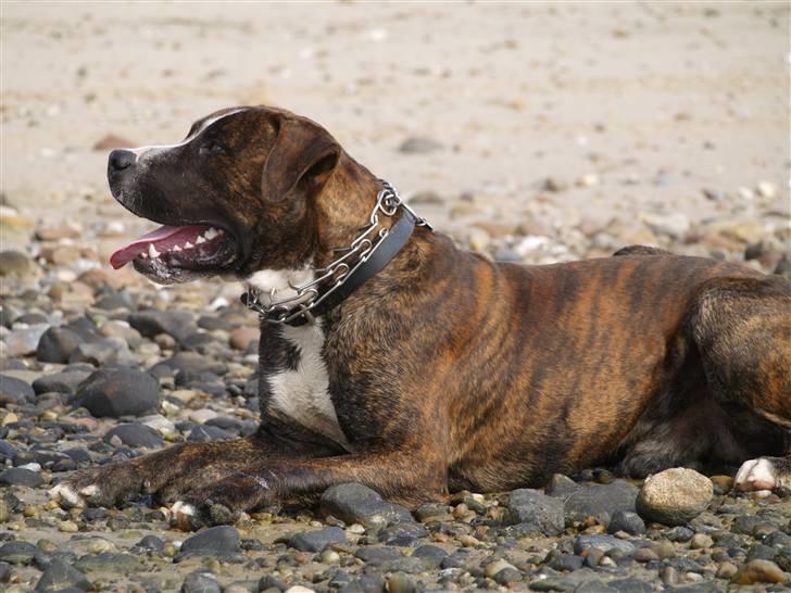 Amerikansk bulldog Rollo*R.I.P  skat* billede 13