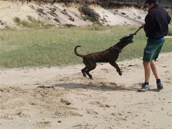 Amerikansk bulldog Rollo*R.I.P  skat* billede 14